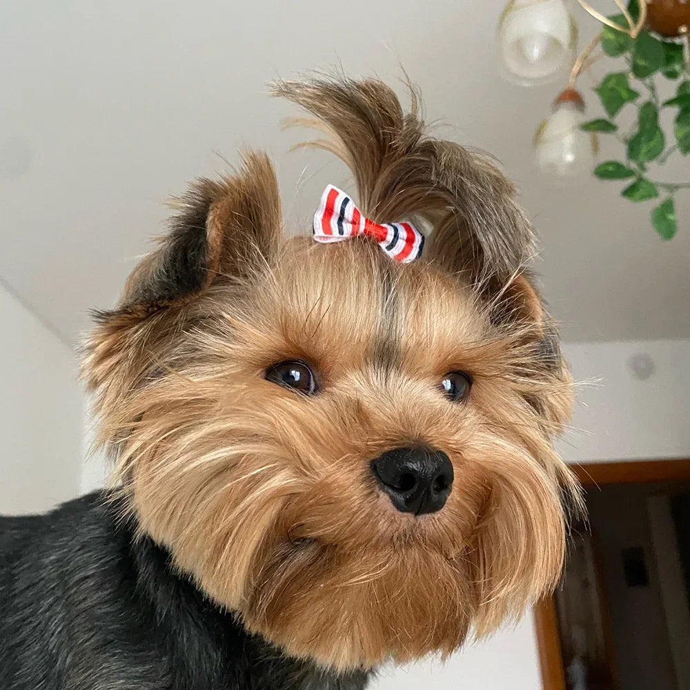 10pcs Pet Puppy Cat Dog Hair Bows with Rubber Bands Dog Grooming Accessories for Small Dogs Pet Supplies